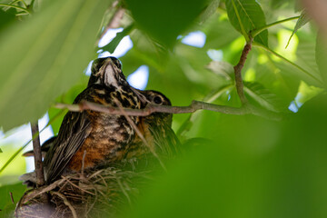 American robin nestling perched on the edge of its nest