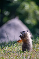 Groundhog standing up on a grassy hill with a a large boulder and trees blurred in the background