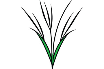 green wheat grass isolated on white background (1).eps