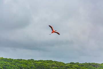 Flamenco Rosado al vuelo en Ría Celestún, Yucatán.
