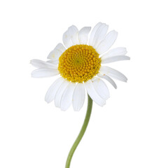 Naklejka premium One beautiful chamomile flower isolated on white