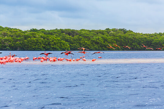 Flamencos Rosados en R&iacute;a Celest&uacute;n, Yucat&aacute;n.