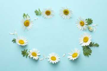 Beautiful chamomile flowers and green leaves on light blue background, flat lay. Space for text