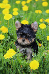 A little Yorkshire Terrier puppy in green grass with yellow dandelions.