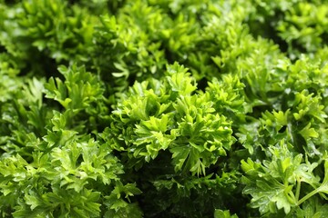 Fresh curly parsley as background, closeup view