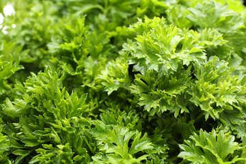 Fresh curly parsley as background, closeup view