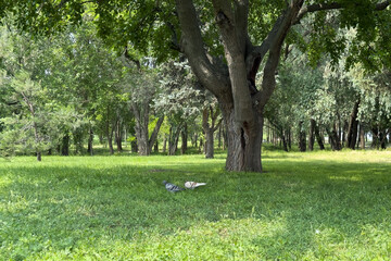 Pigeons foraging under large tree in serene park setting