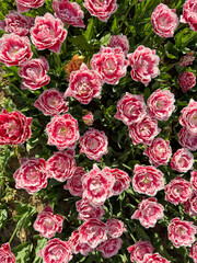 Colorful pink tulips blooming in a vibrant flower garden during springtime