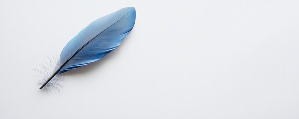Single Blue Feather on White Background, Minimalist Nature Photography, Bird Feather bird feather, minimalism