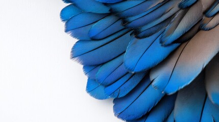 Vibrant Blue Bird Feathers Close-up, Avian Texture, Nature Photography bird feathers, blue plumage