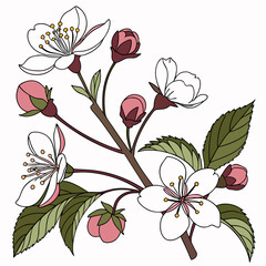 Elegant cherry blossom branch, isolated spring floral design element
