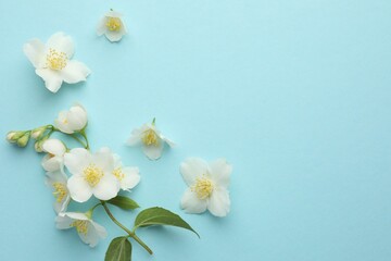 Fototapeta premium Beautiful jasmine flowers on light blue background, flat lay. Space for text