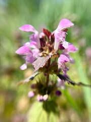 Close-up of a vibrant purple wild Dead Nettle (Lamium purpureum)