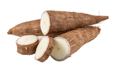 Cassava root vegetable tapioca yuca manioc healthy food ingredient for cooking and recipes isolated