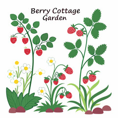 Berry cottage garden illustration raspberries strawberries flowers