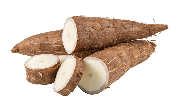 Cassava root vegetable tapioca yuca manioc healthy food ingredient for cooking and recipes isolated
