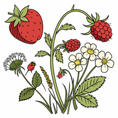 Wild strawberry plant with raspberries and flowers