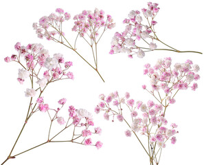 Gypsophila branches with small pink flowers on white background, collage