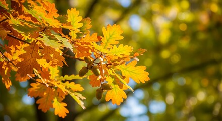 Obraz premium Golden autumn oak leaves and acorns nature's vibrant masterpiece sunlight glow