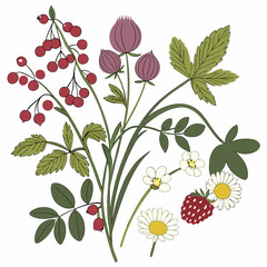 Summer wildflowers berries botanical illustration