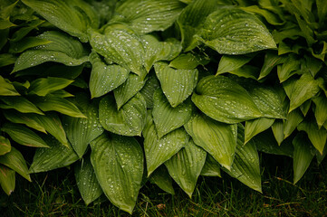 Fresh green leaves after rain, covered with shiny water drops. Natural texture, spring freshness and harmony of wildlife in detail.