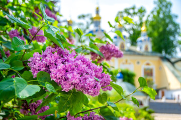 Blooming lilacs against the background of the domes of the Pechora Holy Dormition Pskovo-Pechersky Monastery. Pskov region, religion Christianity history