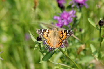 Painted Lady (Vanessa Cardui) Butterfly sitting on a pink scabiosa in Zurich, Switzerland