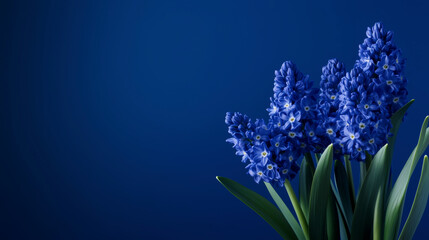Blue hyacinth flowers with green leaves on bright blue background.