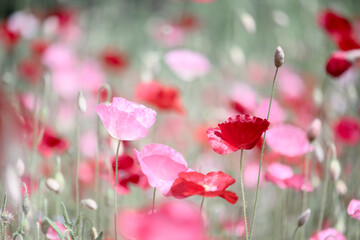 Close up of fragile blooming pink and red poppies on summer field. Nature photography