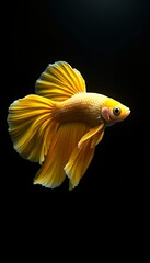 Golden Betta Fish in Black Background