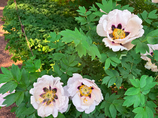 Beautiful white flowers bloom among lush greenery in sunny garden setting