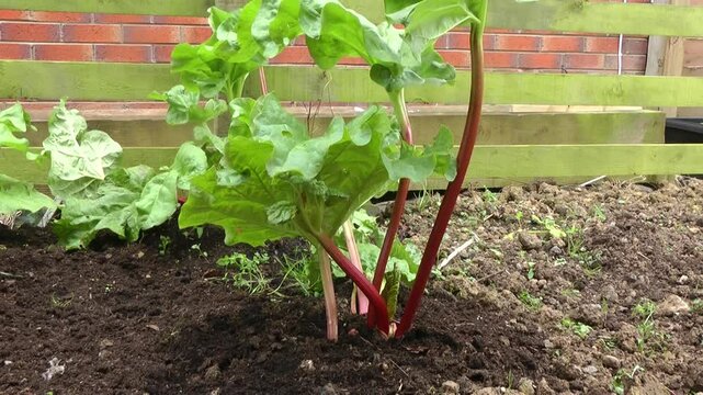 Vibrant rhubarb plants with large green leaves and distinctive red stalks grow in a home vegetable garden. Perfect for illustrating homegrown produce, gardening, and fresh ingredients