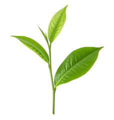 Fresh green tea leaves plant for healthy drink and herbal medicine isolated on black background stock image