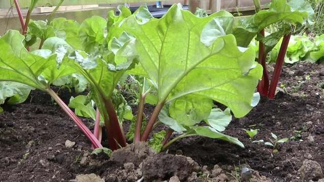 Vibrant rhubarb plants with large green leaves and distinctive red stalks grow in a home vegetable garden. Perfect for illustrating homegrown produce, gardening, and fresh ingredients