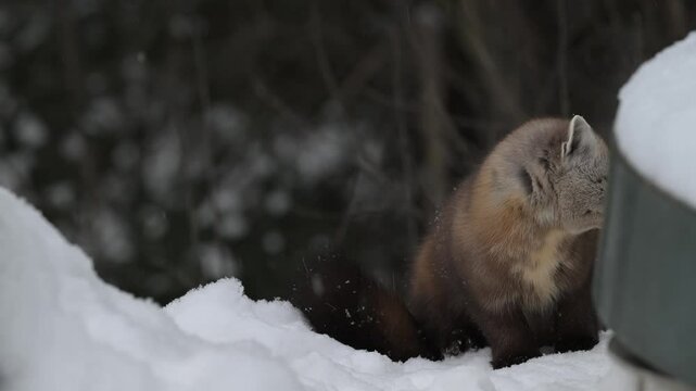 American marten in the Canadian boreal forest