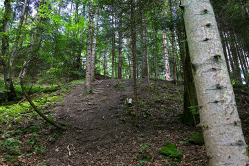 A forest path with roots and fallen leaves leads uphill through a dense forest, where tree trunks create a natural tunnel. This image conveys a sense of calm and coziness of wild nature, inviting for 