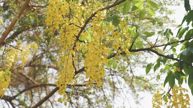 Bright golden shower tree flowers swaying gently under clear blue sky in slow motion