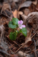 Small Purple Wildflower Among Brown Leaves