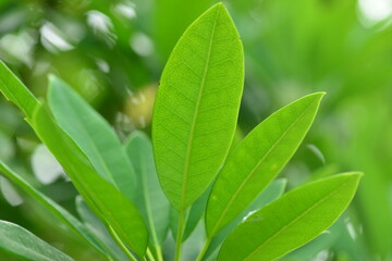 Ilex rotunda subsp. microcarpa leaves, fruits, and tree form