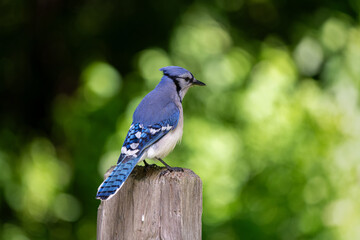 Male blue jay perched on a wooden post with green background