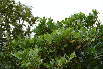 Ilex rotunda subsp. microcarpa leaves, fruits, and tree form