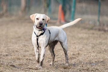 Muddy labrador retriever standing in a yard with brown grass