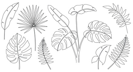Tropical plant line art: monstera, palm, fern leaves illustrations vector illustration