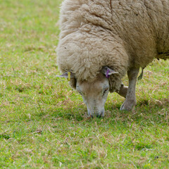 Lone male sheep grazing in a field