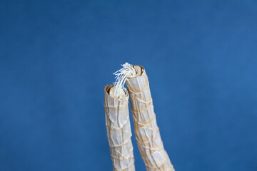 Close up of broken dry dracaena shoot on blue background, one piece of shoot is hanging on stem...
