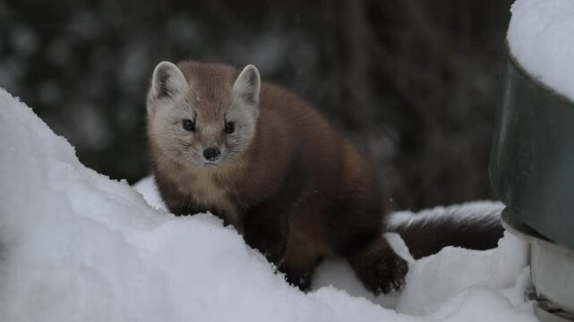 American marten in the Canadian boreal forest