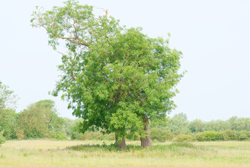 Lone tree in a field