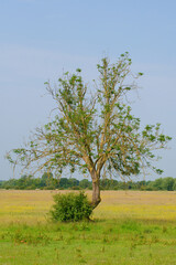 Lone tree in a field
