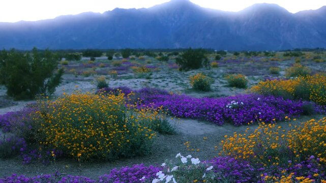 Colorful wildflower bloom at Anza Borrego state park in California