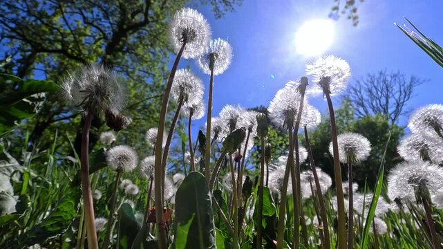 Fluffy seeds of dandelion medicinal among green grass